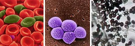 Cell structure and function